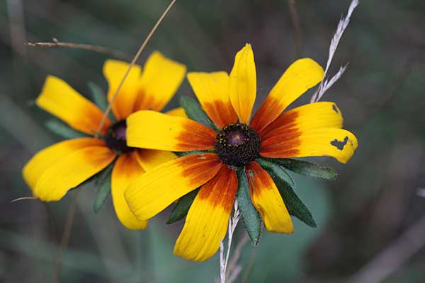 Rudbekia