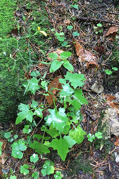 Sałatnik leśny (Myselis muralis)