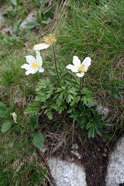 Sasanka alpejska (Pulsatilla alpina)