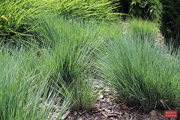 Schizachyrium miotlaste (Schizachyrium scoparium)