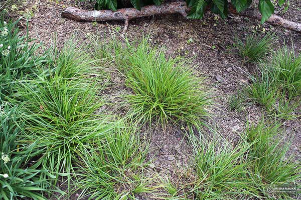 Sesleria Sadlera (Sesleria sadlerana)