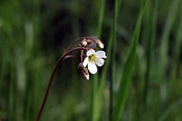 Skalnica ziarenkowata (Saxifraga granulata)