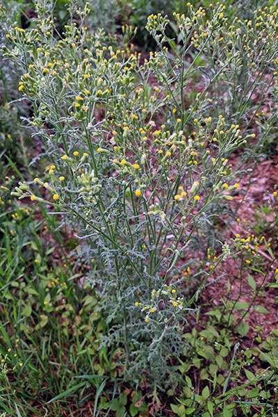 Starzec leśny (Senecio sylvaticus)