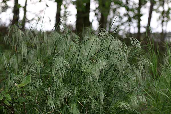 Stokłosa dachowa (Bromus tectorum)