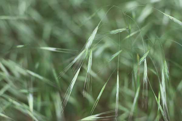 Stokłosa płonna (Bromus sterilis)