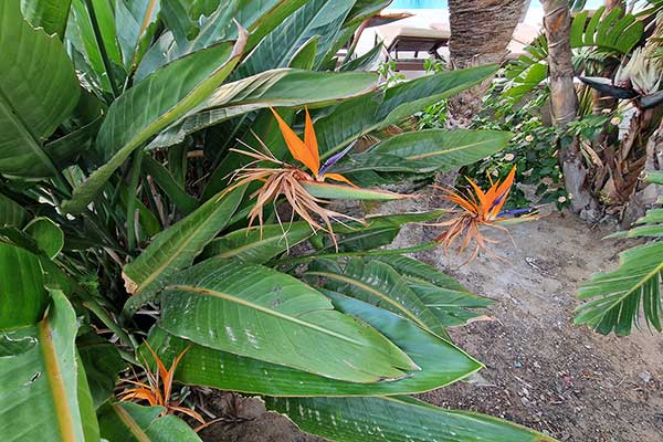 Strelicja królewska (Strelitzia reginae)