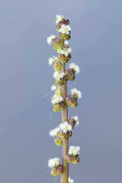 Świbka morska (Triglochin maritimum)