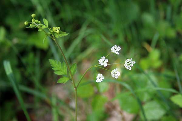 Świerząbek gajowy, blekotek (Chaerophyllum temulentum)