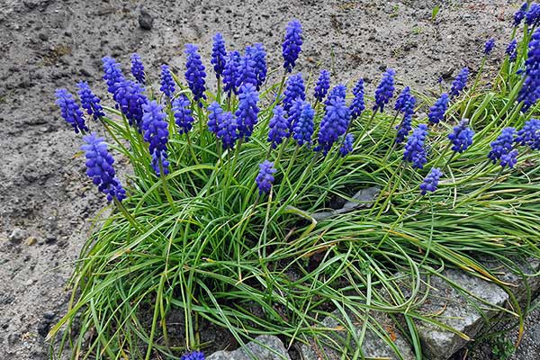 Szafirek armeński, szafirek ogrodowy (Muscari armeniacum)