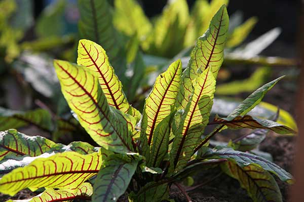 Szczaw gajowy (Rumex sanguineus)