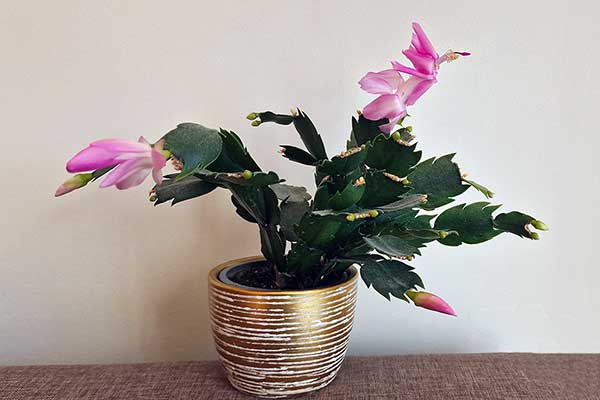 Szlumbergera ucięta (Schlumbergera truncata)