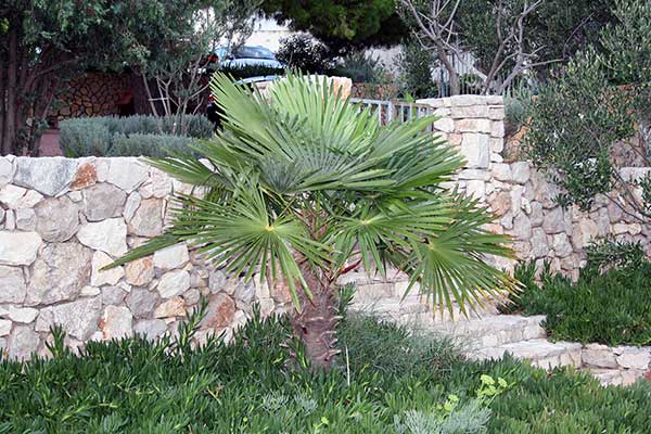 Szorstkowiec Fortunego (Trachycarpus fortunei)