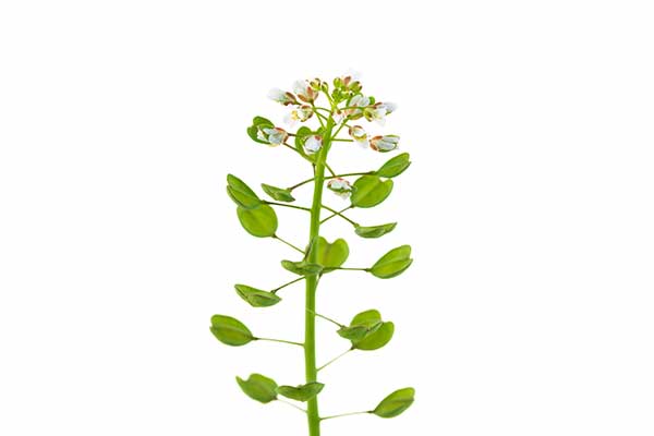 Tobołki przerosłe (Thlaspi perfoliatum)