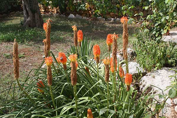 Trytoma groniasta (Kniphofia uvaria)