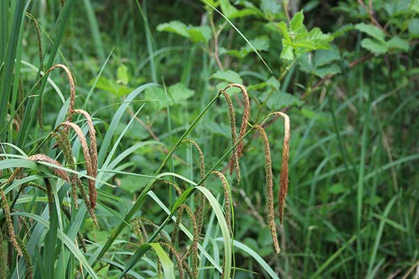 Turzyca zwisła (Carex pendula)