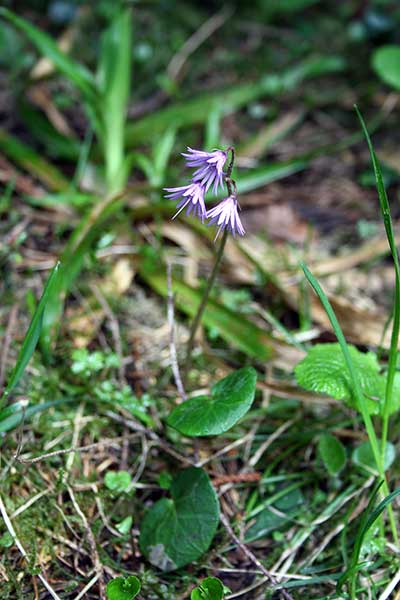 Urdzik karpacki (Soldanella carpatica)