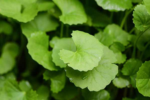 Wąkrotka azjatycka (Centella asiatica)