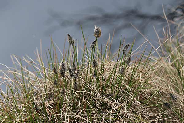 Wełnianka pochwowata, pujki (Eriophorum vaginatum)