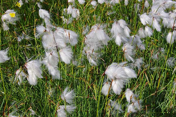 Wełnianka wąskolistna (Eriophorum angustifolium)