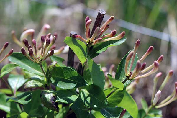 Wiciokrzew japoński (Lonicera japonica)