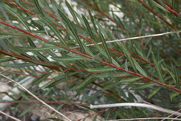 Wierzba siwa (Salix eleagnos)