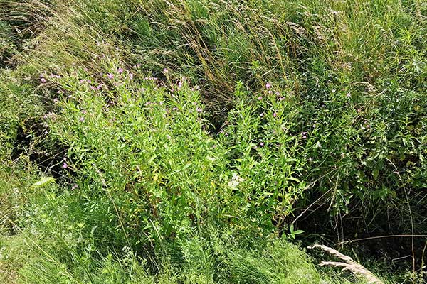 Wierzbownica kosmata (Epilobium hirustum)