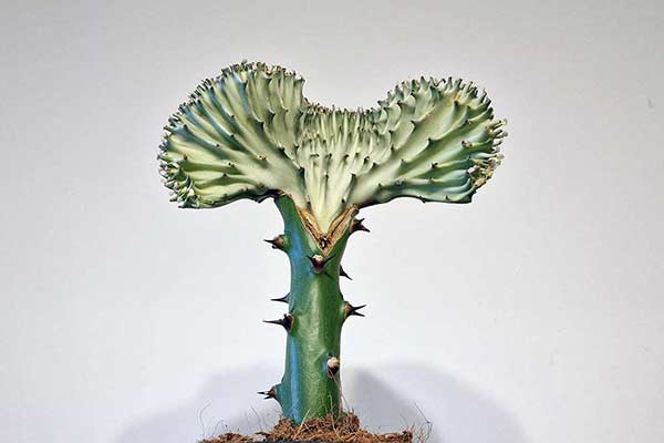 Wilczomlecz mleczny (Euphorbia lactea)