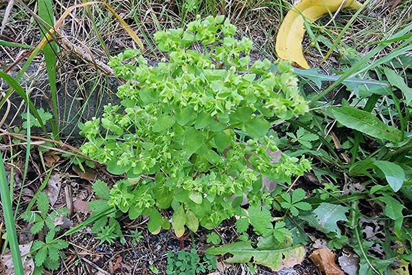 Wilczomlecz ogrodowy (Euphorbia peplus)