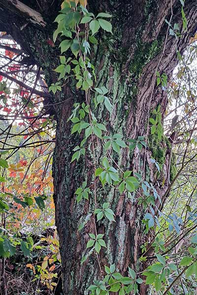 Winobluszcz pięciolistkowy (Parthenocissus quinquefolia)