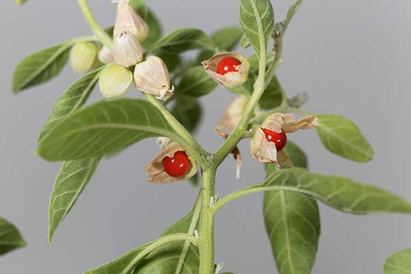 Witania ospała, ashwagandha (Withania somnifera)