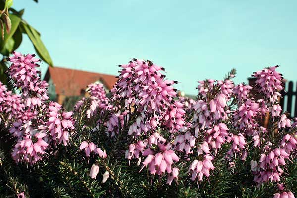 Wrzosiec krwisty, wrzosiec czerwony (Erica carnea)