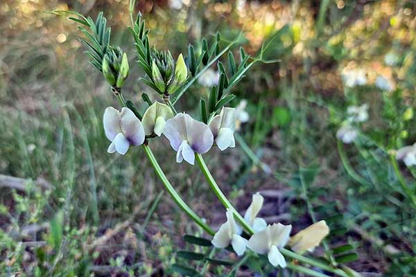 Wyka brudnożółta, wyka wielkokwiatowa (Vicia grandiflora)