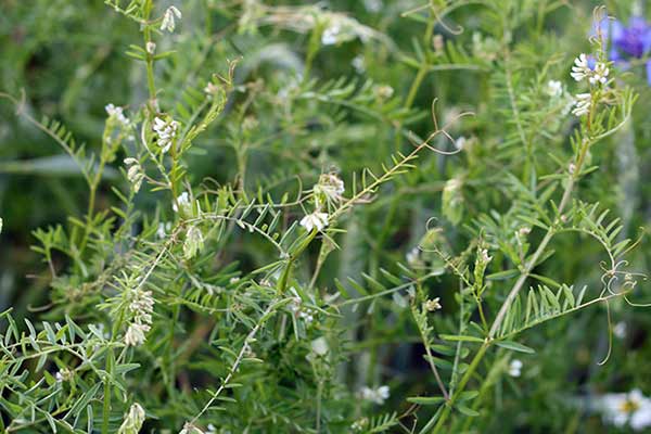 Wyka drobnokwiatowa (Vicia hirsuta)