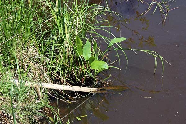 Żabieniec babka-wodna (Alisma plantago-aquatica)