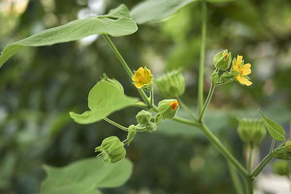 Zaślaz Teofrasta (Abutilon theophrasti)