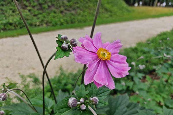 Zawilec japoński, zawilec mieszańcowy (Anemone × hybrida)