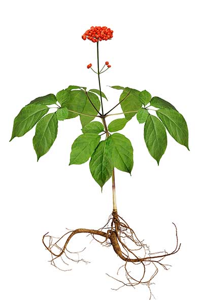 Żeń-szeń właściwy, wszechlek żeń-szeń (Panax ginseng)