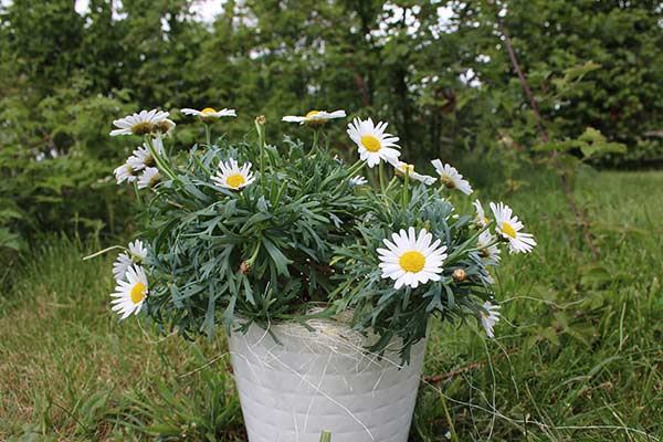 Złocień krzewiasty (Argyranthemum frutescens)