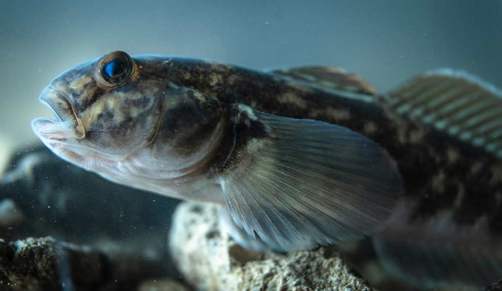 babka bycza (Neogobius melanostomus)
