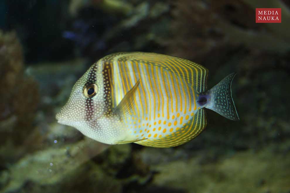 Zebrasoma desjardinii