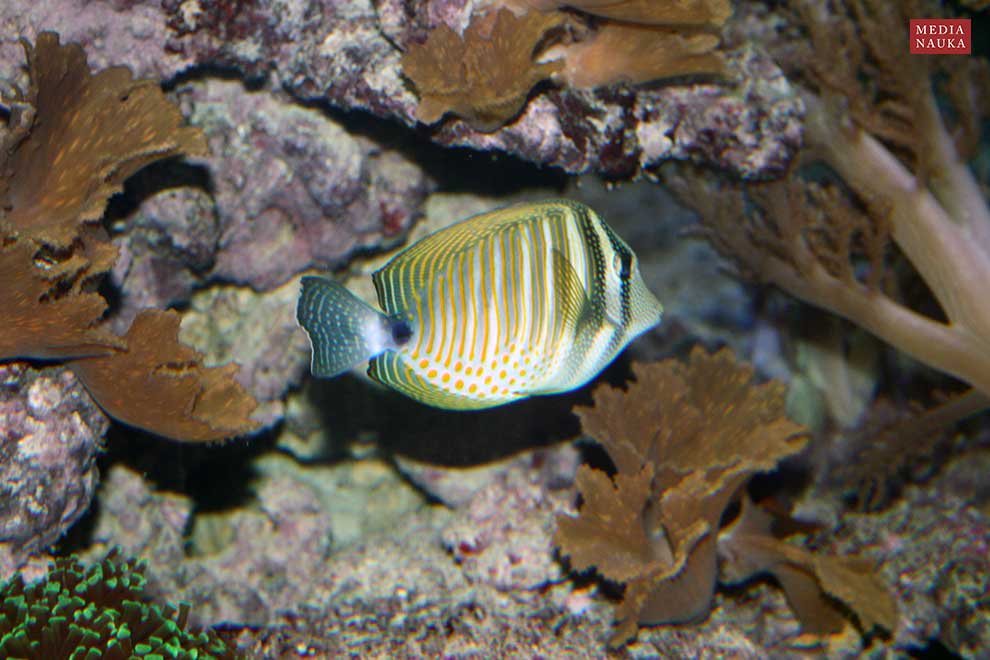 Zebrasoma desjardinii