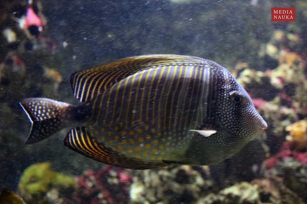 Zebrasoma desjardinii