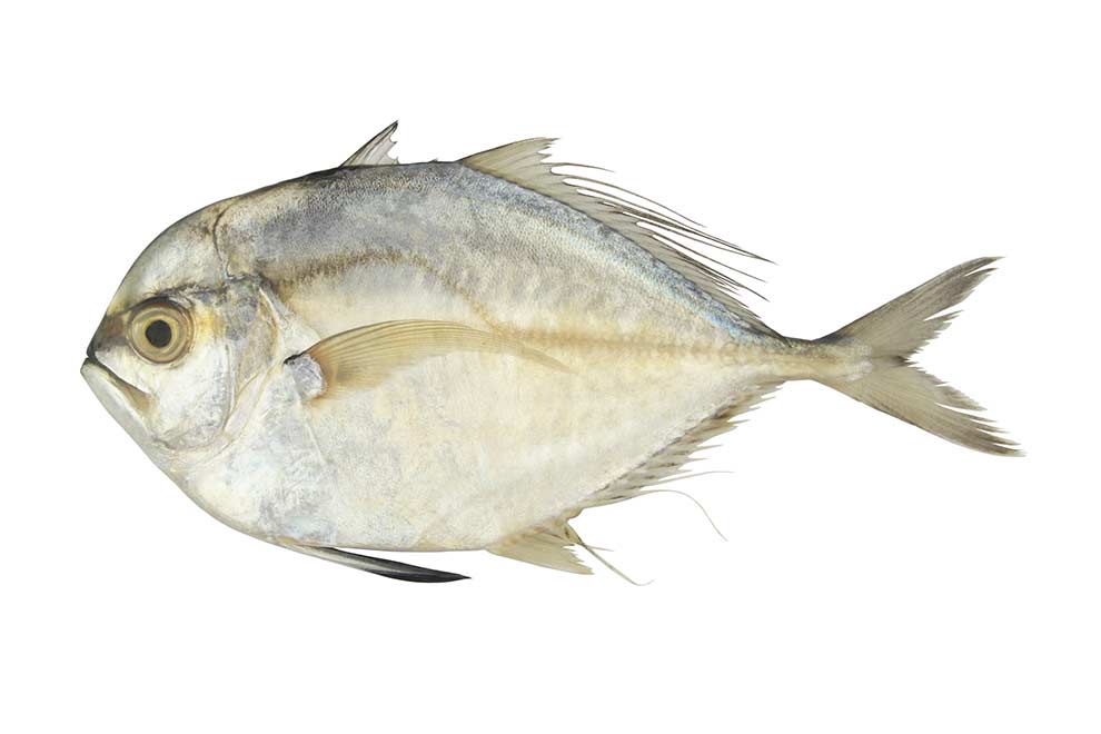 alektys afrykański (Alectis ciliaris)