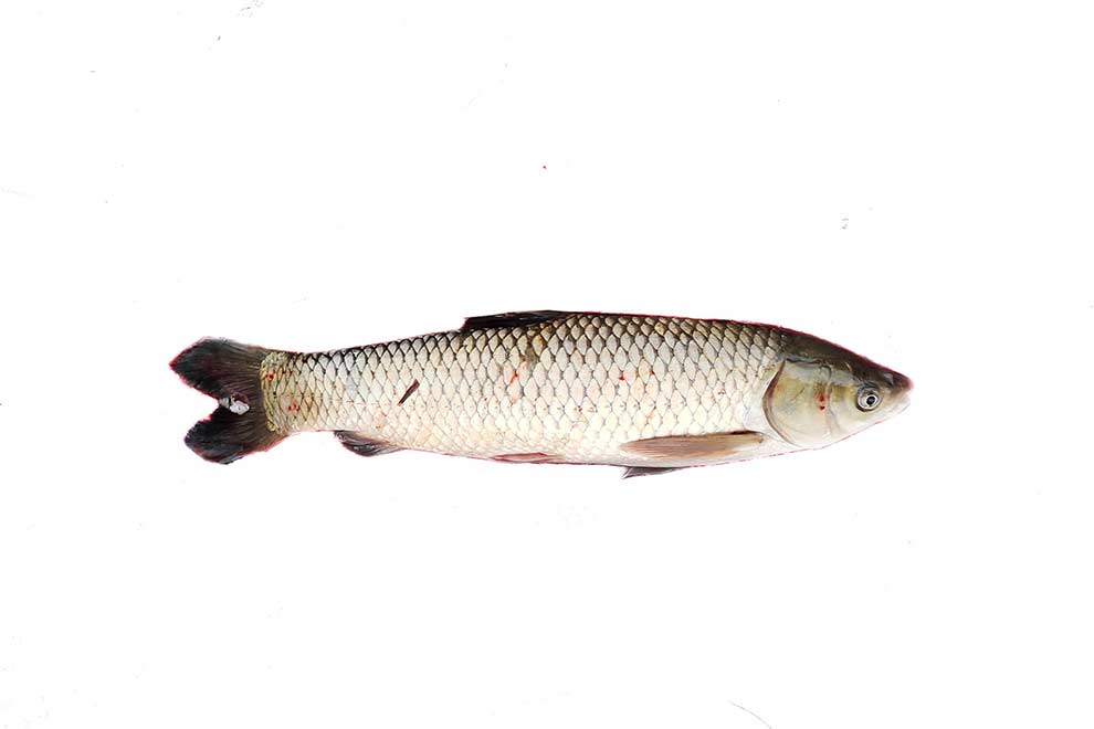 amur biały (Ctenopharyngodon idella)