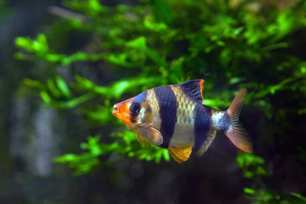 brzanka sumatrzańska (Puntius tetrazona)