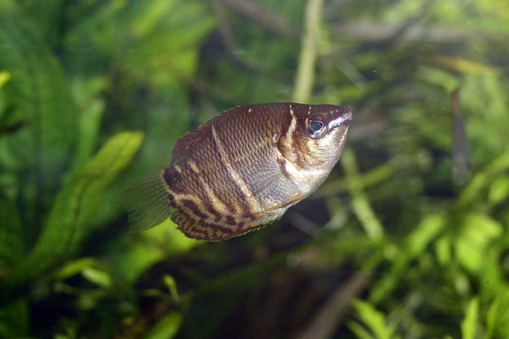 gurami czekoladowy (Sphaerichthys osphromenoides)