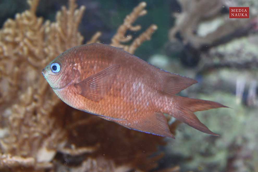 kastaniet kolcopłetwy (Acanthochromis polyacanthus)