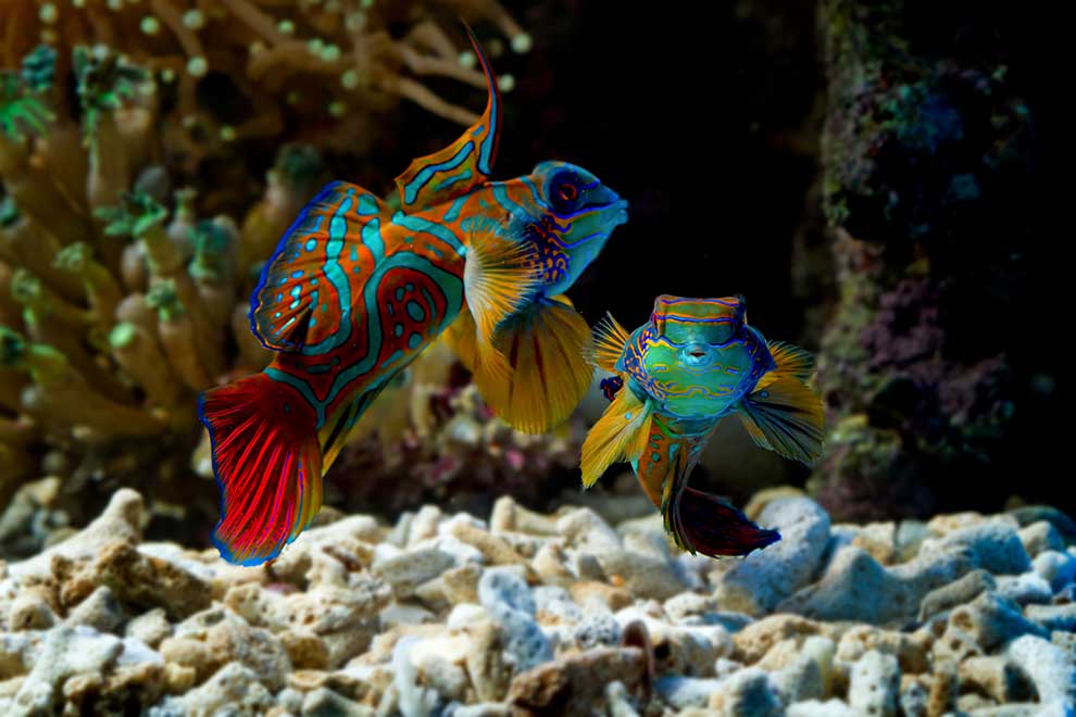 mandaryn wspaniały (Synchiropus splendidus)