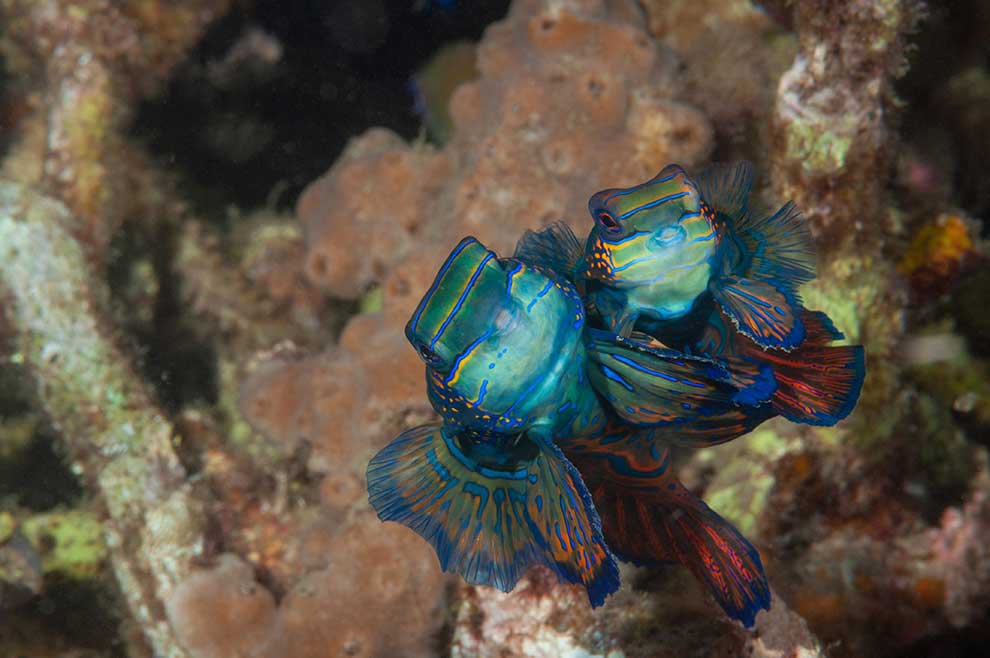 mandaryn wspaniały (Synchiropus splendidus)