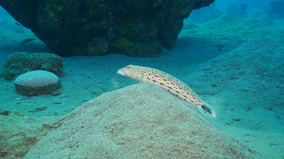 Parapercis hexophtalma